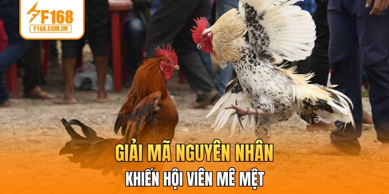 Giải mã nguyên nhân khiến hội viên mê mệt