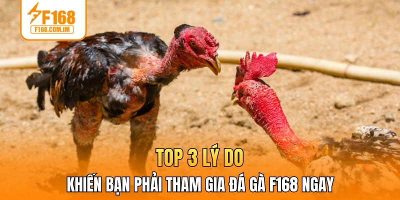 Top 3 lý do khiến bạn phải tham gia đá gà F168 ngay